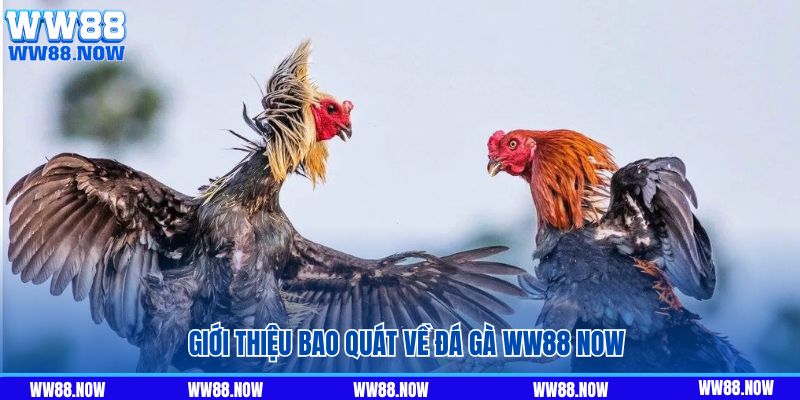 Giới thiệu bao quát về đá gà ww88 now